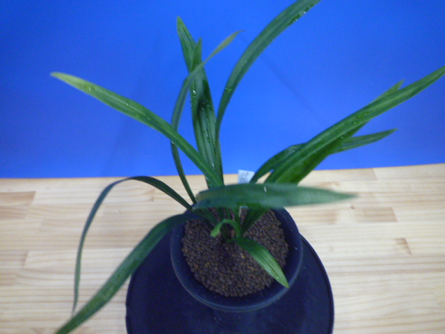 姫達磨(ひめだるま)斑縞 高知県産