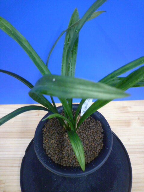 姫達磨(ひめだるま)斑縞 高知県産