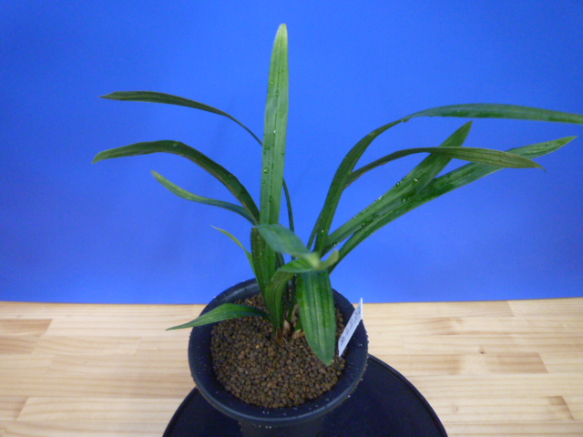 姫達磨(ひめだるま)斑縞 高知県産