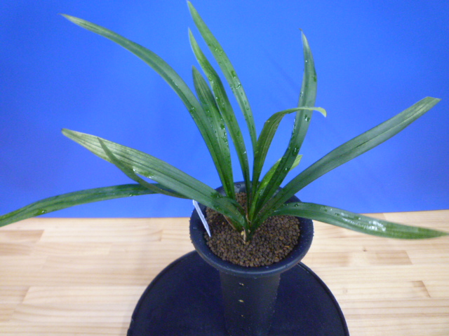 姫達磨(ひめだるま)斑縞 高知県産