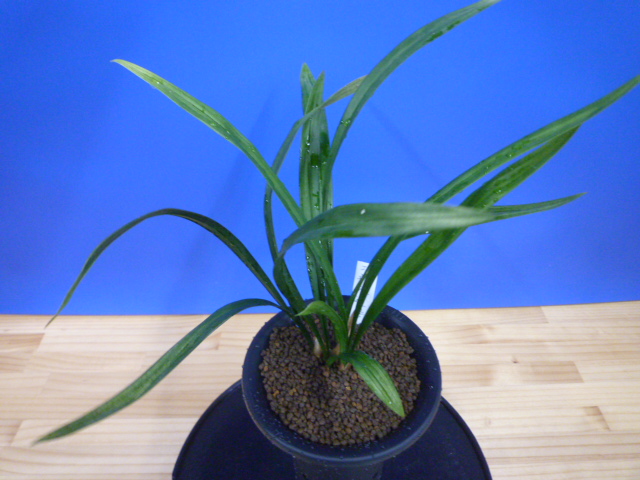 姫達磨(ひめだるま)斑縞 高知県産