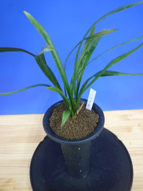 姫達磨(ひめだるま)斑縞 高知県産