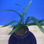 姫達磨(ひめだるま)斑縞 高知県産