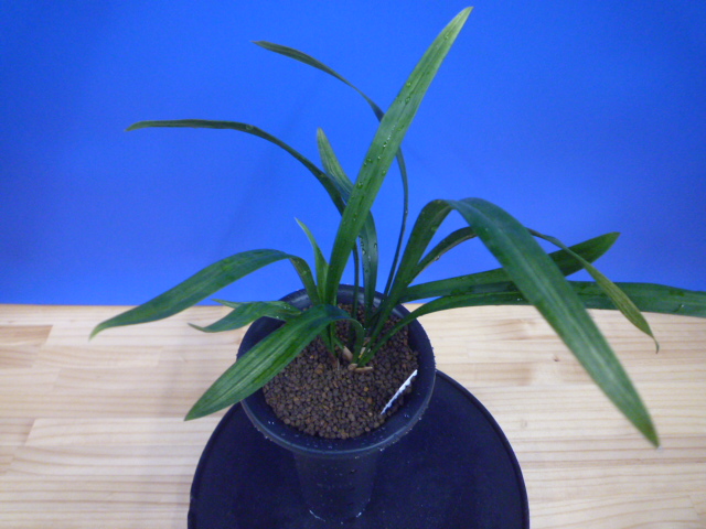 姫達磨(ひめだるま)斑縞 高知県産