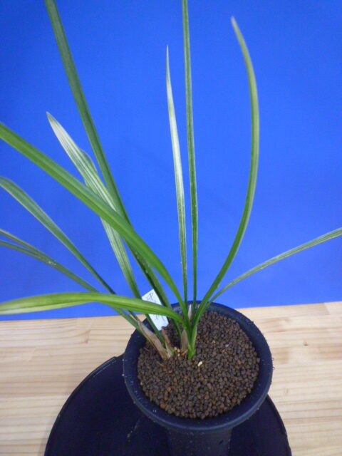 南州(なんしゅう)紅花 宮崎県産