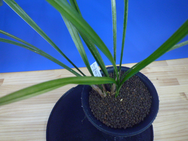 南州(なんしゅう)紅花 宮崎県産