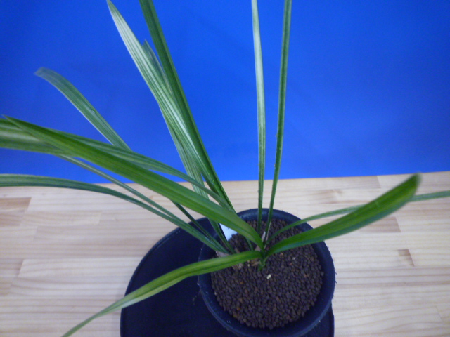 南州(なんしゅう)紅花 宮崎県産