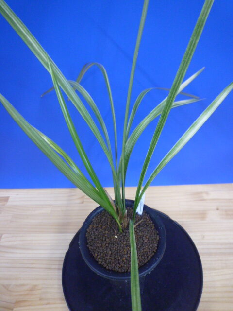 南州(なんしゅう)紅花 宮崎県産