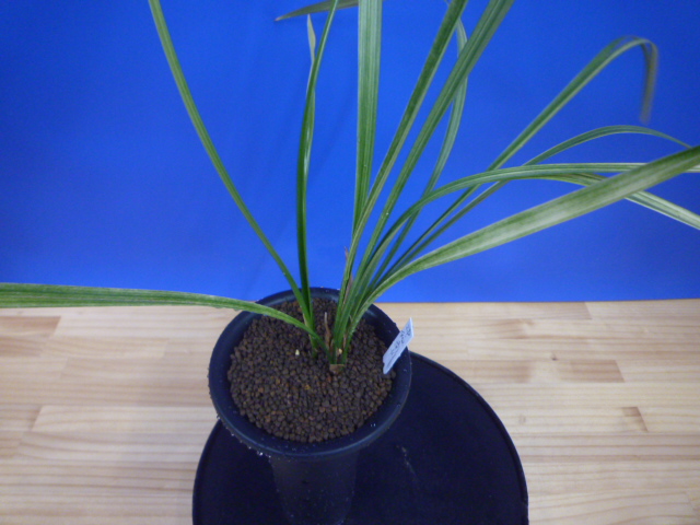 南州(なんしゅう)紅花 宮崎県産