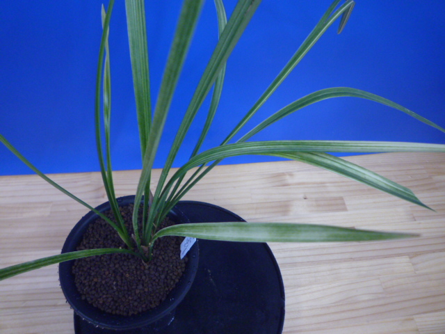 南州(なんしゅう)紅花 宮崎県産