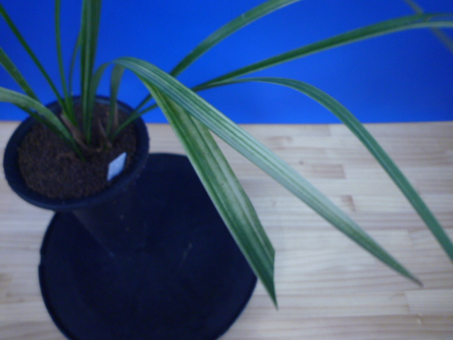 南州(なんしゅう)紅花 宮崎県産