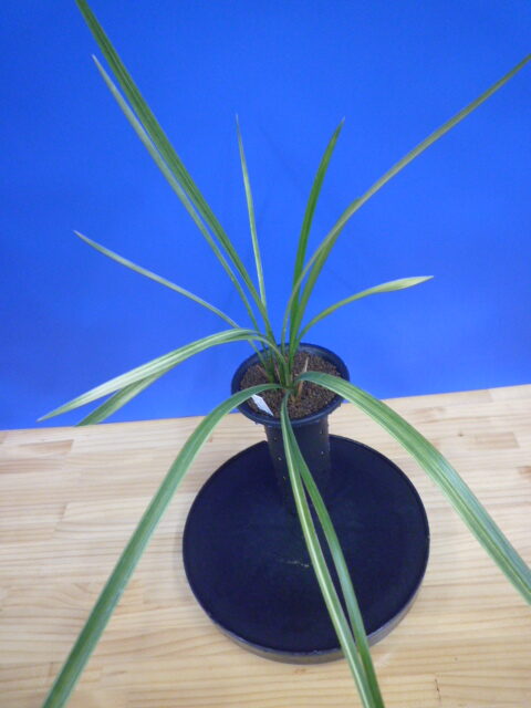 南州(なんしゅう)紅花 宮崎県産