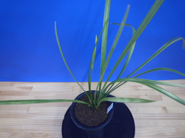 南州(なんしゅう)紅花 宮崎県産