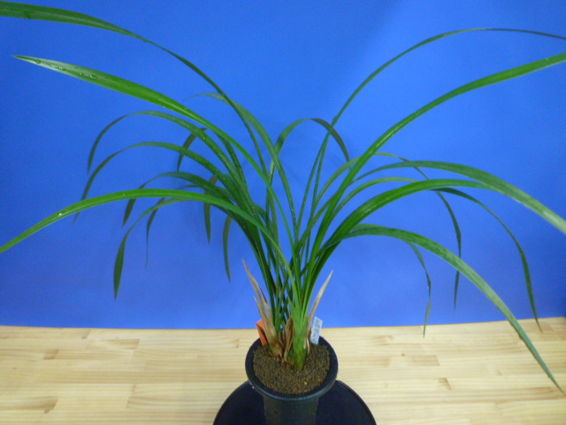 紅美鳥(こうびちょう)濃紅大輪 宮崎県産