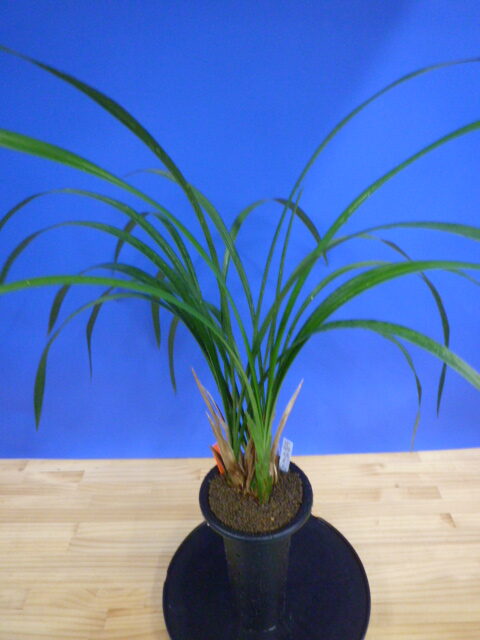 紅美鳥(こうびちょう)濃紅大輪 宮崎県産