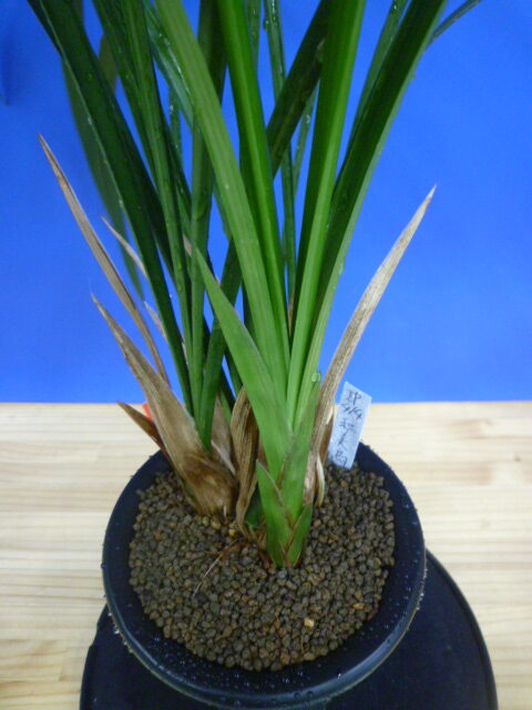 紅美鳥(こうびちょう)濃紅大輪 宮崎県産