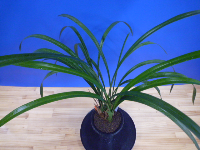 紅美鳥(こうびちょう)濃紅大輪 宮崎県産