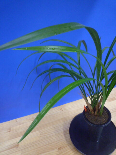 紅美鳥(こうびちょう)濃紅大輪 宮崎県産