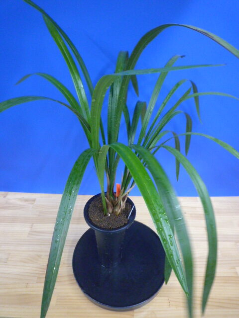 紅美鳥(こうびちょう)濃紅大輪 宮崎県産