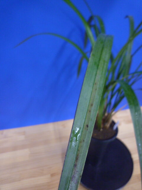 紅美鳥(こうびちょう)濃紅大輪 宮崎県産