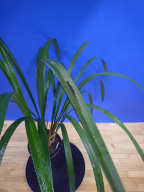 紅美鳥(こうびちょう)濃紅大輪 宮崎県産