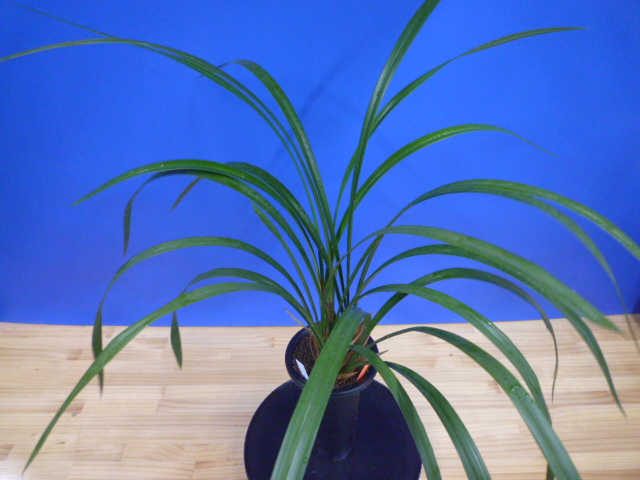 紅美鳥(こうびちょう)濃紅大輪 宮崎県産