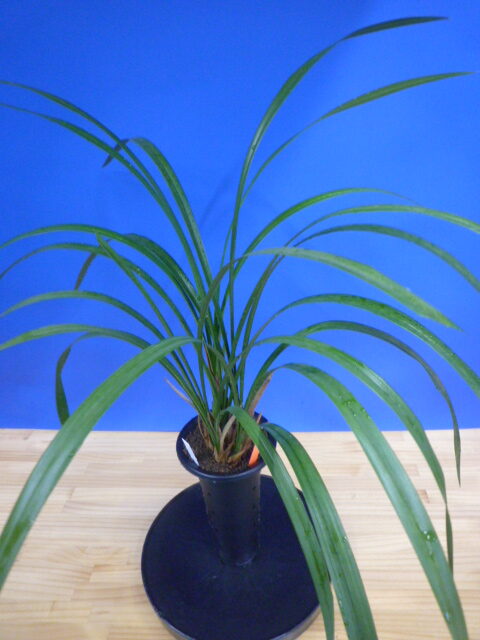 紅美鳥(こうびちょう)濃紅大輪 宮崎県産