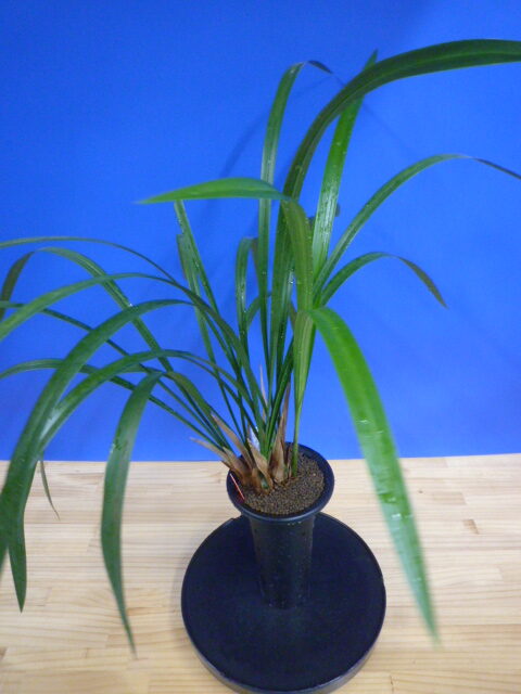 紅美鳥(こうびちょう)濃紅大輪 宮崎県産