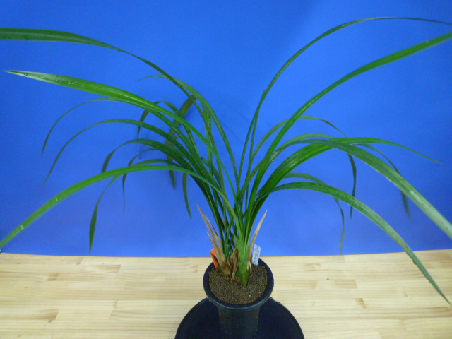 紅美鳥(こうびちょう)濃紅大輪 宮崎県産