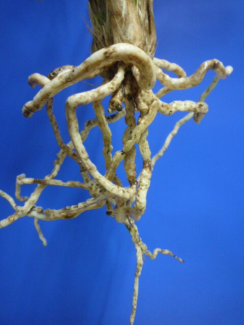 呑竜(どんりゅう)青舌大 鹿児島県産