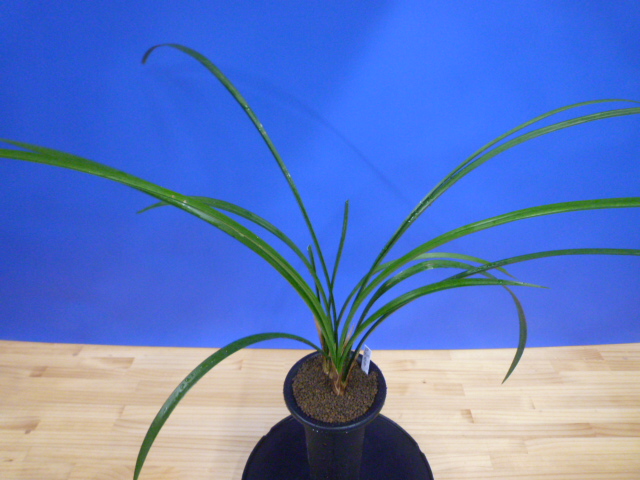 呑竜(どんりゅう)青舌大 鹿児島県産