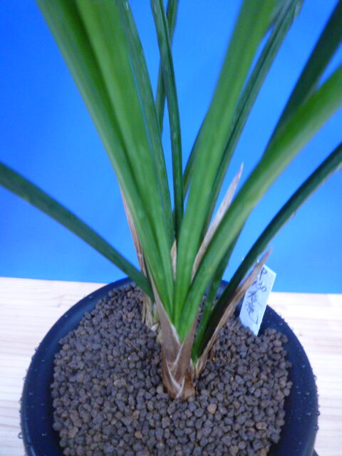 呑竜(どんりゅう)青舌大 鹿児島県産