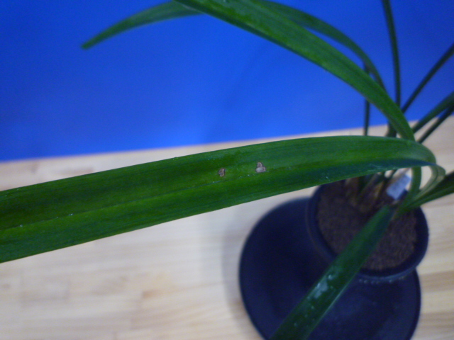 呑竜(どんりゅう)青舌大 鹿児島県産