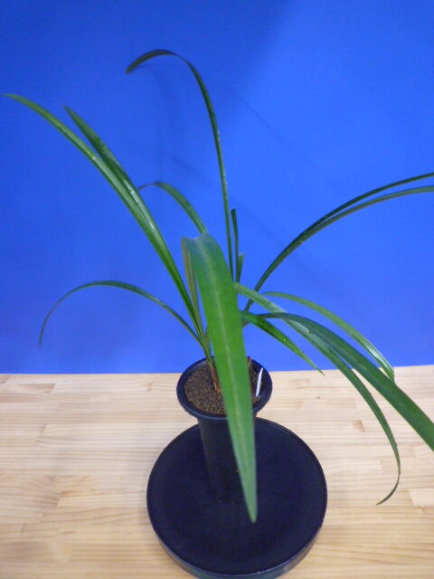 呑竜(どんりゅう)青舌大 鹿児島県産