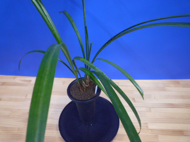 呑竜(どんりゅう)青舌大 鹿児島県産