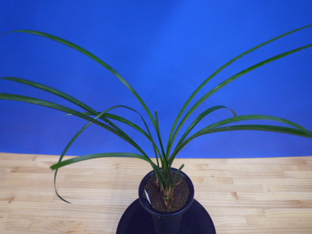 呑竜(どんりゅう)青舌大 鹿児島県産