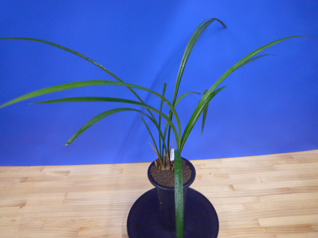 呑竜(どんりゅう)青舌大 鹿児島県産