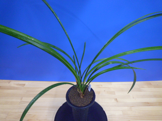 呑竜(どんりゅう)青舌大 鹿児島県産