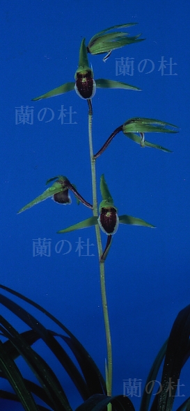 黒鈴 （くろすず） 青梅弁チャボ   高知県産