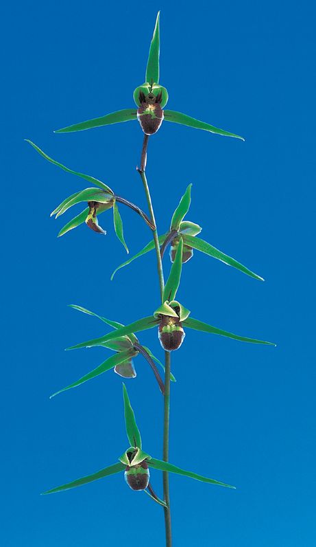 国華（こっか）青一文字大輪舌大　鹿児島県産