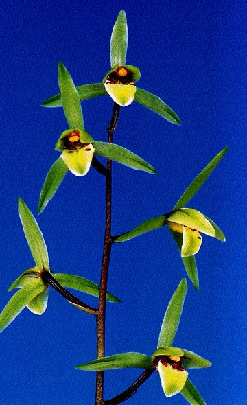 雫（しずく）青梅弁チャボ　高知県産
