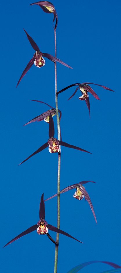 紅美鳥(こうびちょう)濃紅大輪 宮崎県産