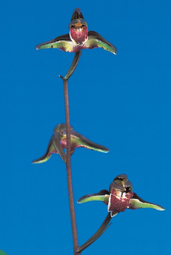 酒吞童子(しゅてんどうじ)奇花 高知県産