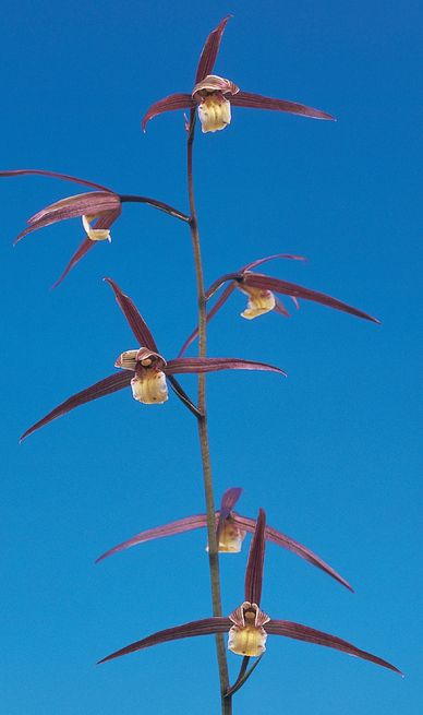南州(なんしゅう)紅花 宮崎県産