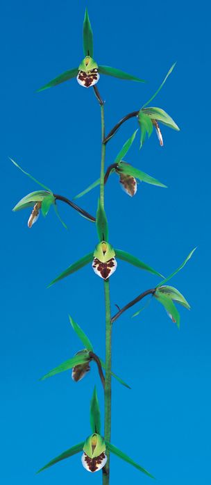 呑竜(どんりゅう)青舌大 鹿児島県産