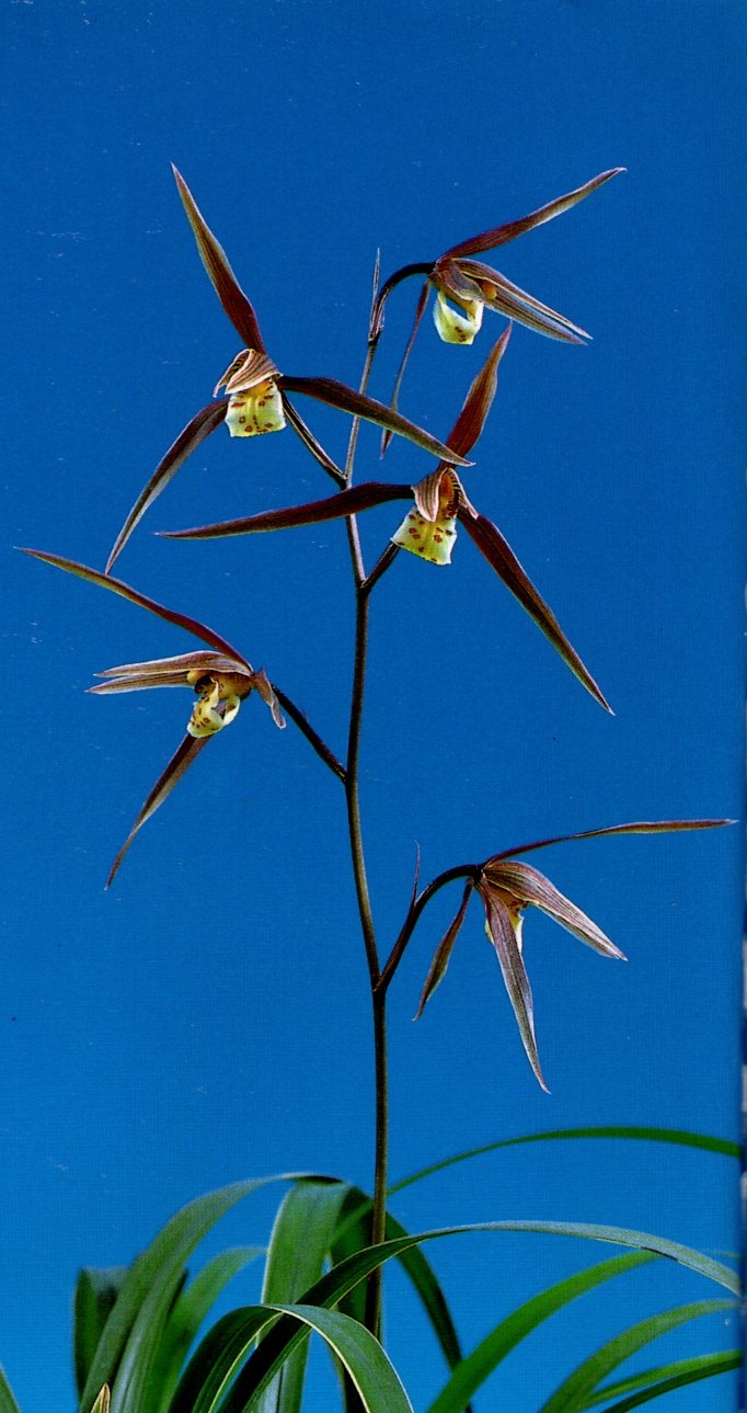 瑞穂(みずほ)更紗 宮崎県産