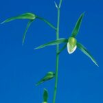 白妙(しらたえ)白花素心 鹿児島県産