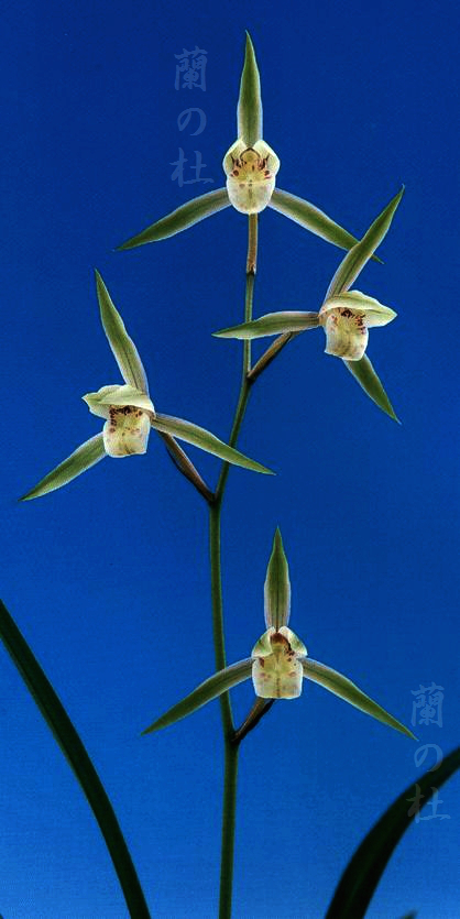 涼羽（すずは）色変わり底桃大舌　交配