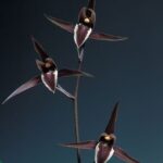 八咫系 上花 高知県産