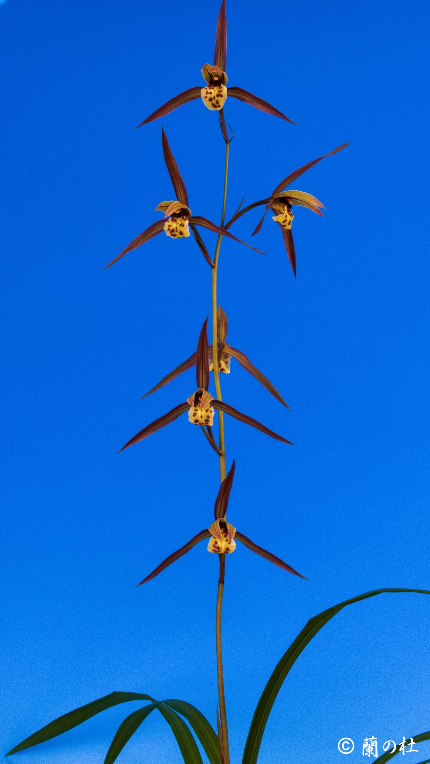 大天賜（だいてんし）紅更紗特大舌　高知県産